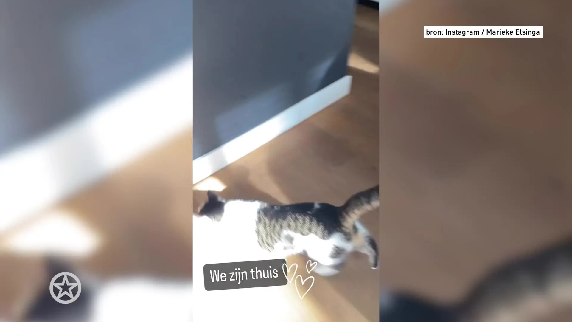 Marieke Elsinga heeft haar poes weer terug