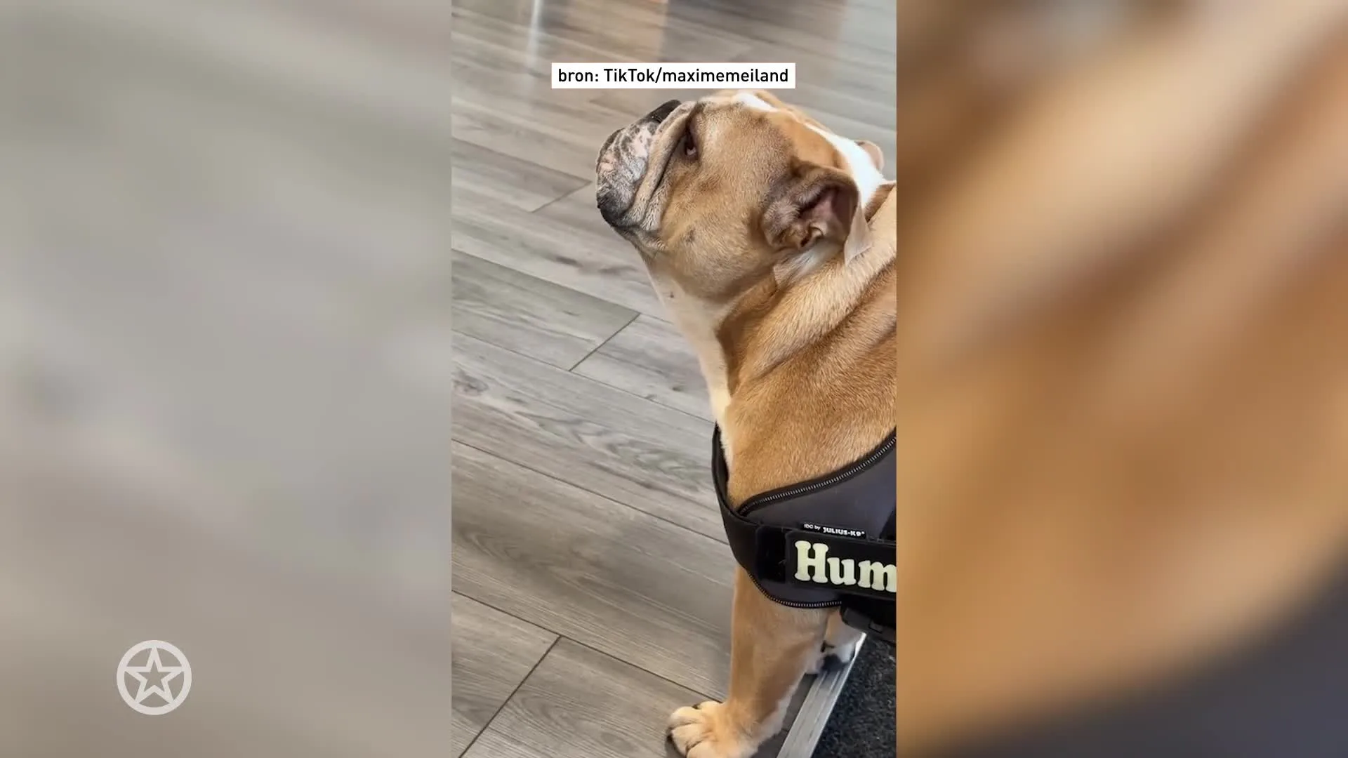 Hond Maxime Meiland moet naar dierenarts