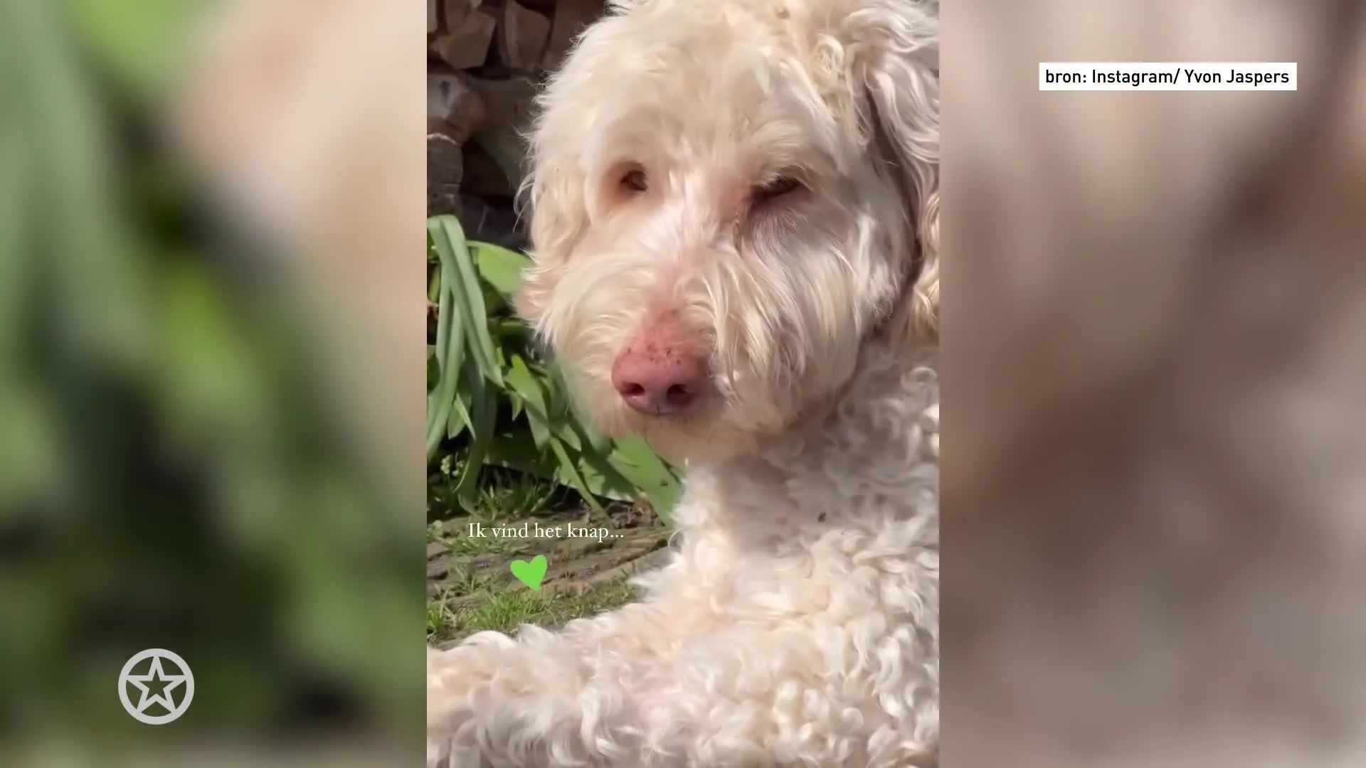 Zo gaat het met hond Yvon Jaspers