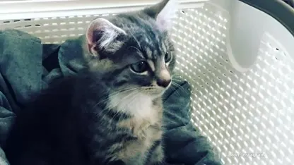 Bekende dierenvrienden bij de House of Animal Awards