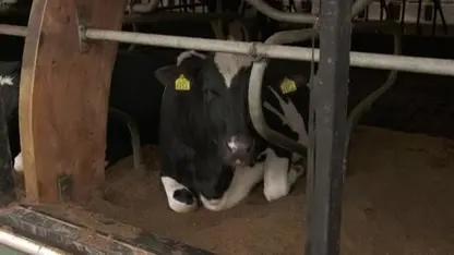 Katja Schuurman laat koeien dansen in de wei