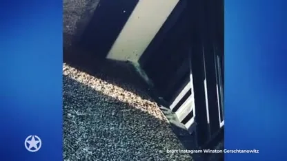 Heftig! Winston en Renate worden geteisterd door wespen