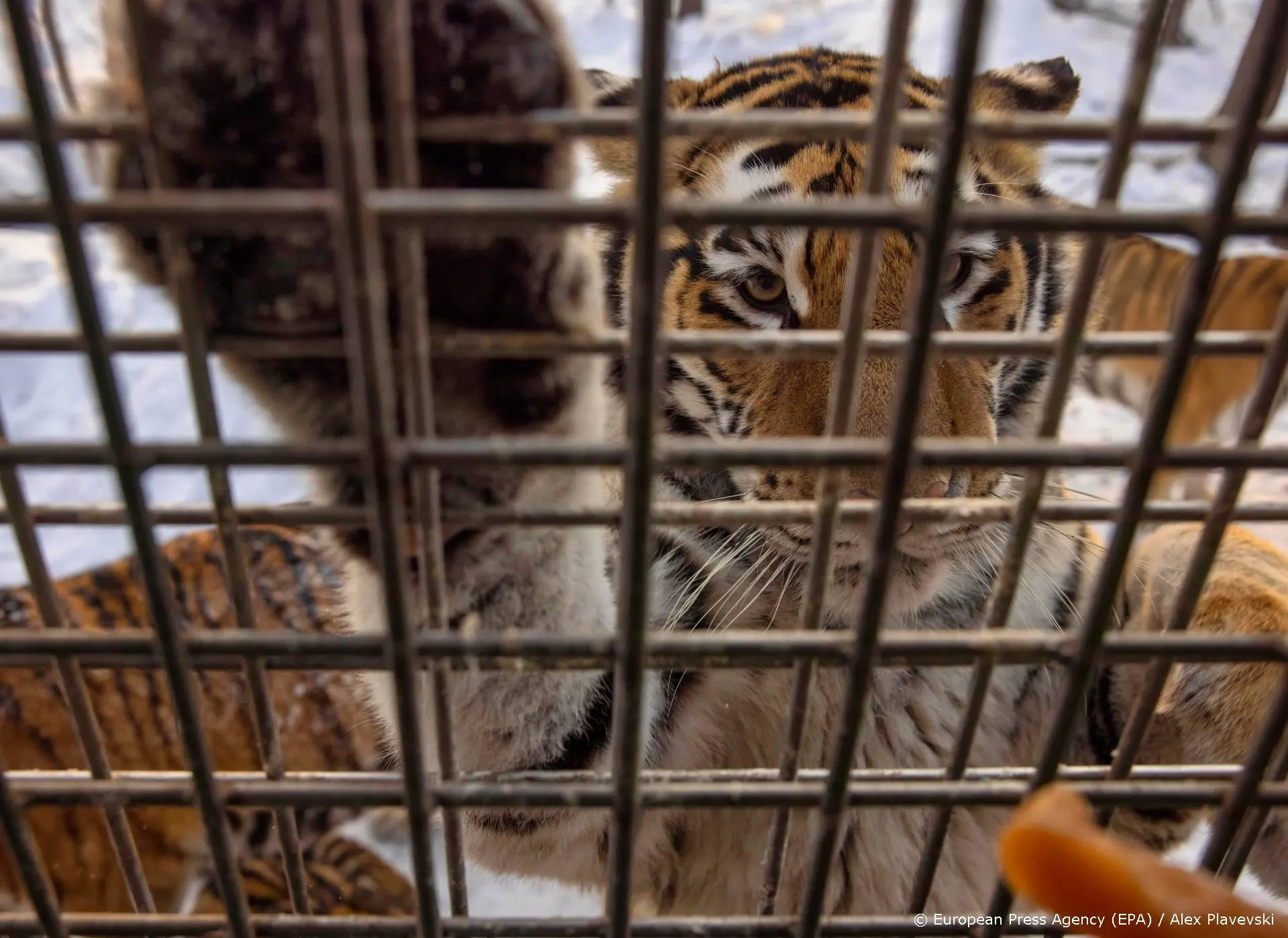 Carole Baskin blij dat Joe Exotic geen pardon heeft gekregen