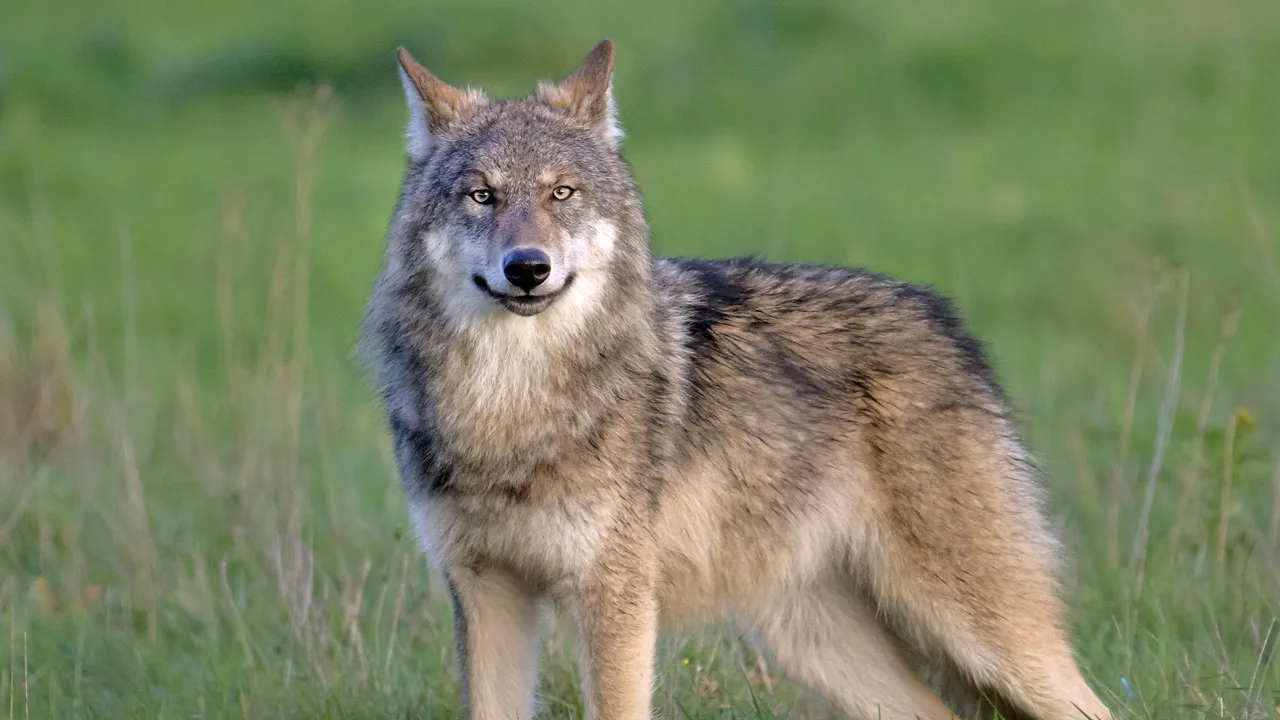 Gelderland mag 'probleemwolf' die hardloopster beet niet meer afschieten van rechter