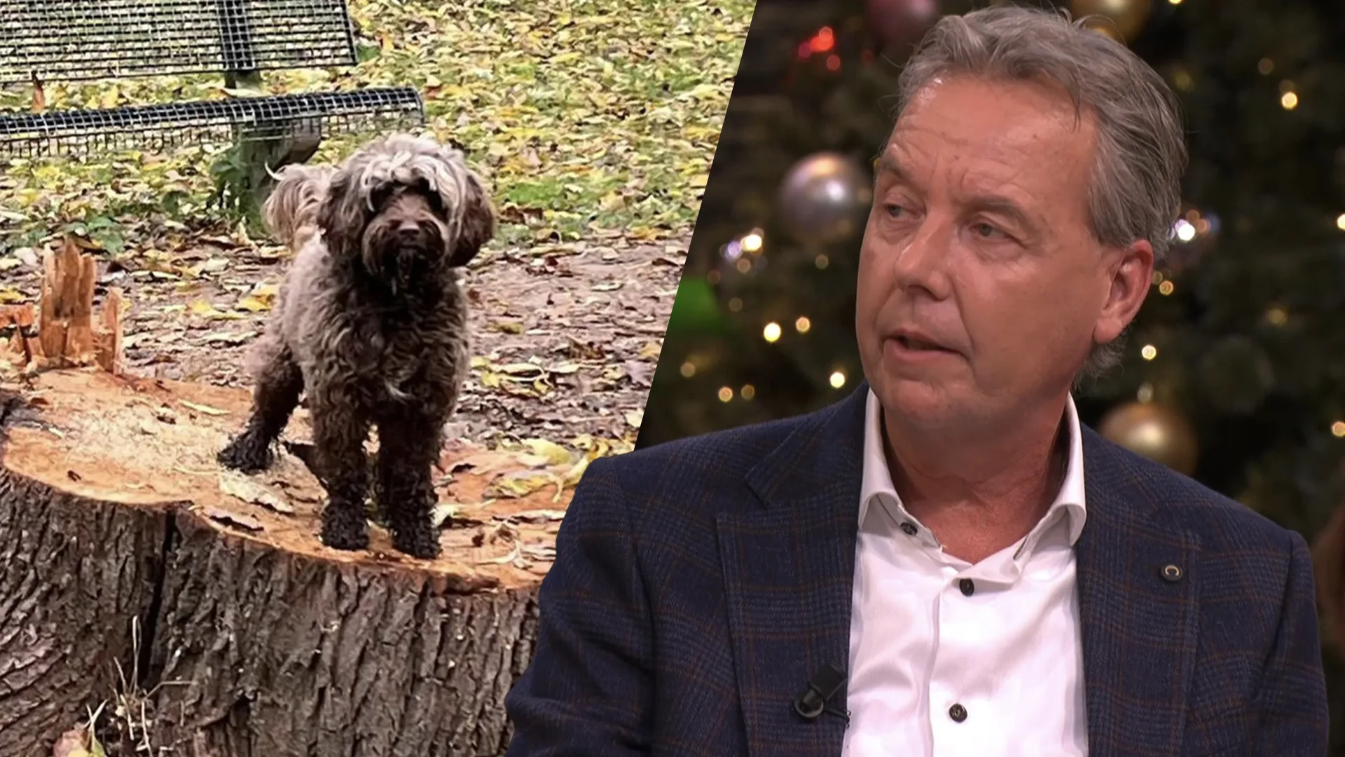 Leenhond van Valentijn Driessen bibbert van angst: 'Er moet direct een vuurwerkverbod komen!'