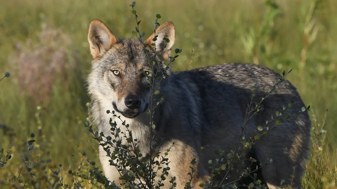 Provincie Gelderland mag niet op wolf schieten met paintballgeweer