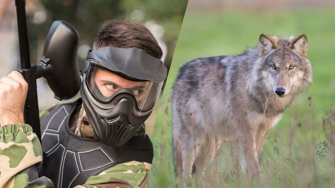 Provincie Drenthe wil wolf afschrikken met paintballgeweer