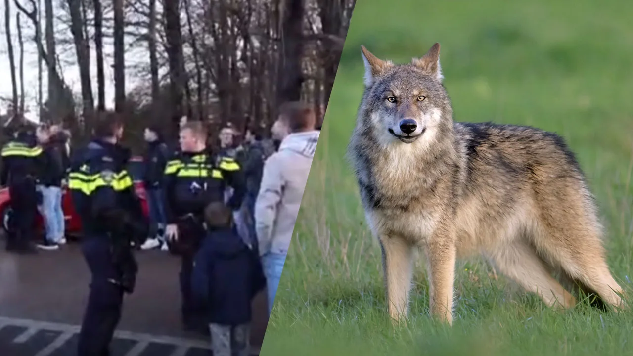 Video: politie grijpt in bij betoging voor wolf Bram in Renswoude