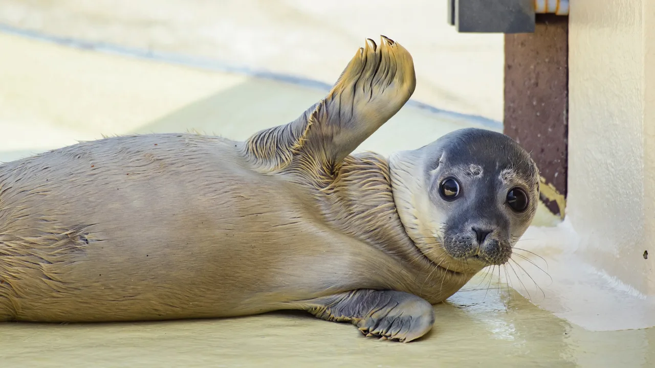 Dierenambulance overrijdt vrouw die liggend zeehond fotografeert op strand