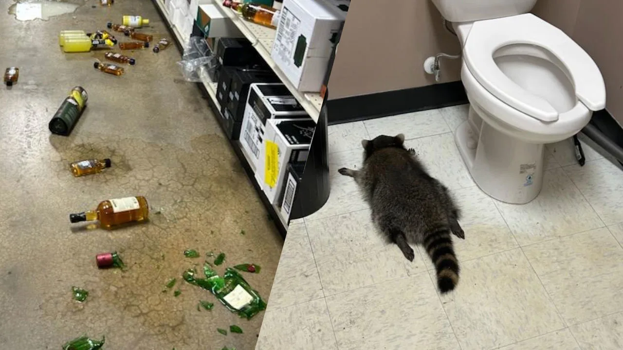 Wasbeer plundert drankzaak en eindigt dronken naast de wc