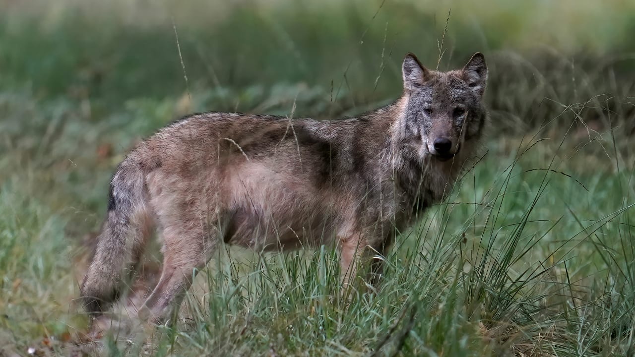 Hardloopster twee keer in haar been gebeten door vermoedelijk een wolf in Park Hoge Veluwe