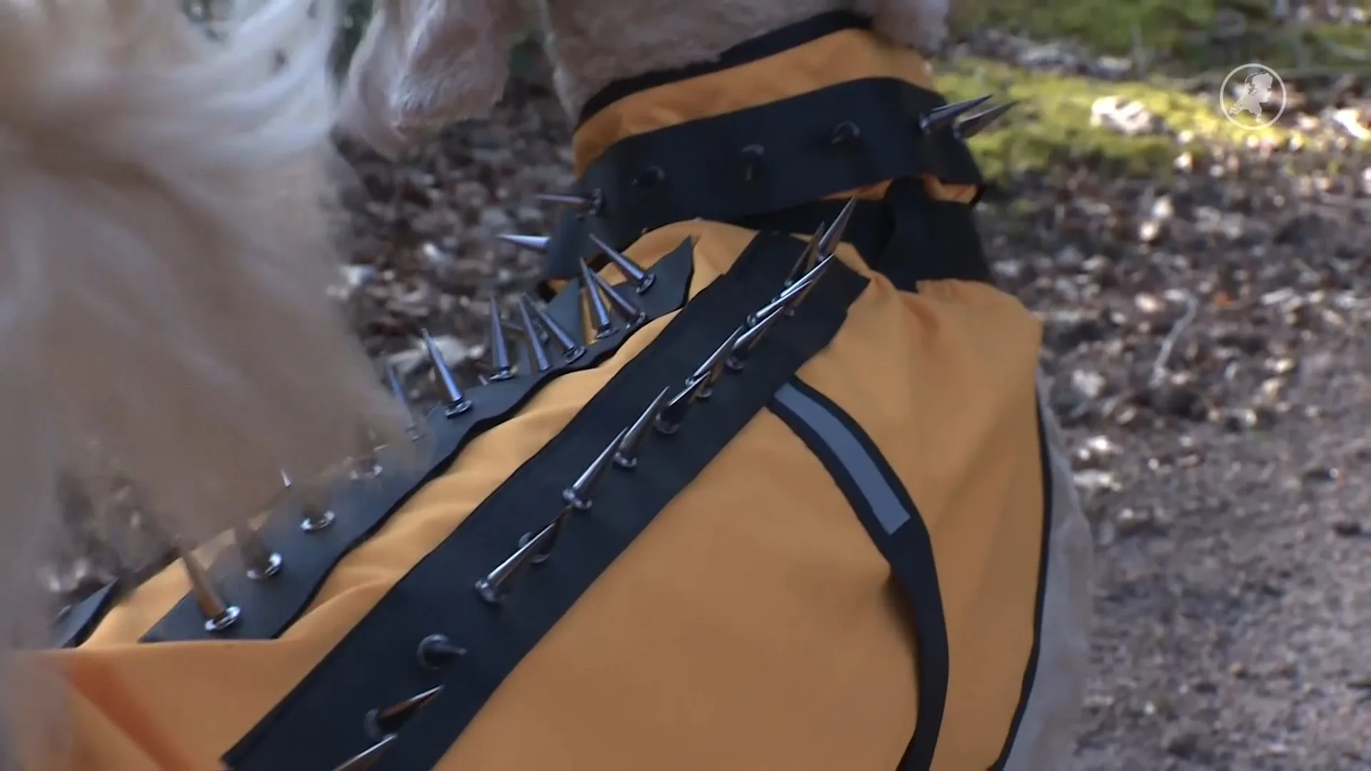 Hetty de Graaf uit Epe beschermt haar poedel tegen de wolf met een spijkervest