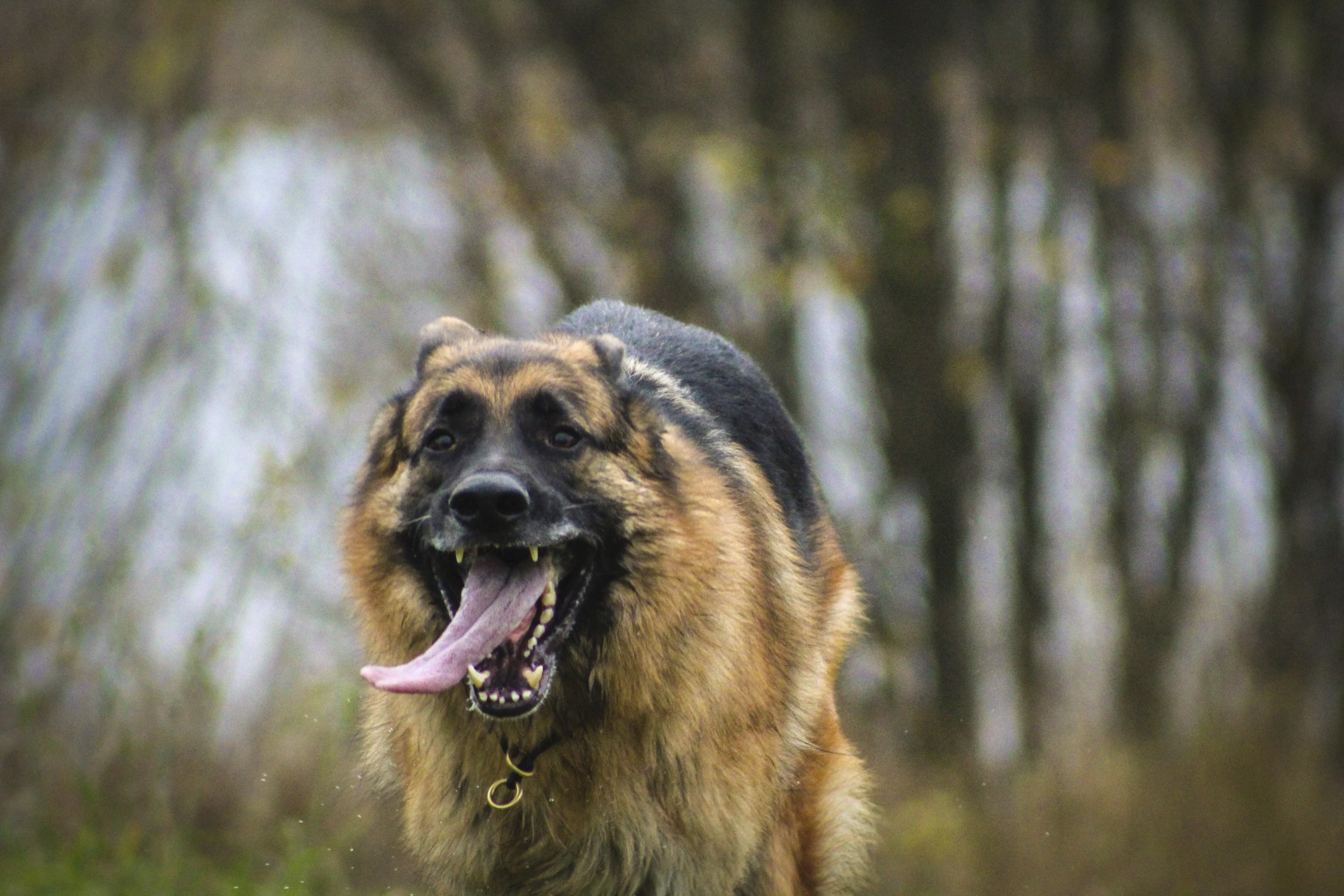 Bijtende honden groot probleem: politie moet steeds vaker ingrijpen