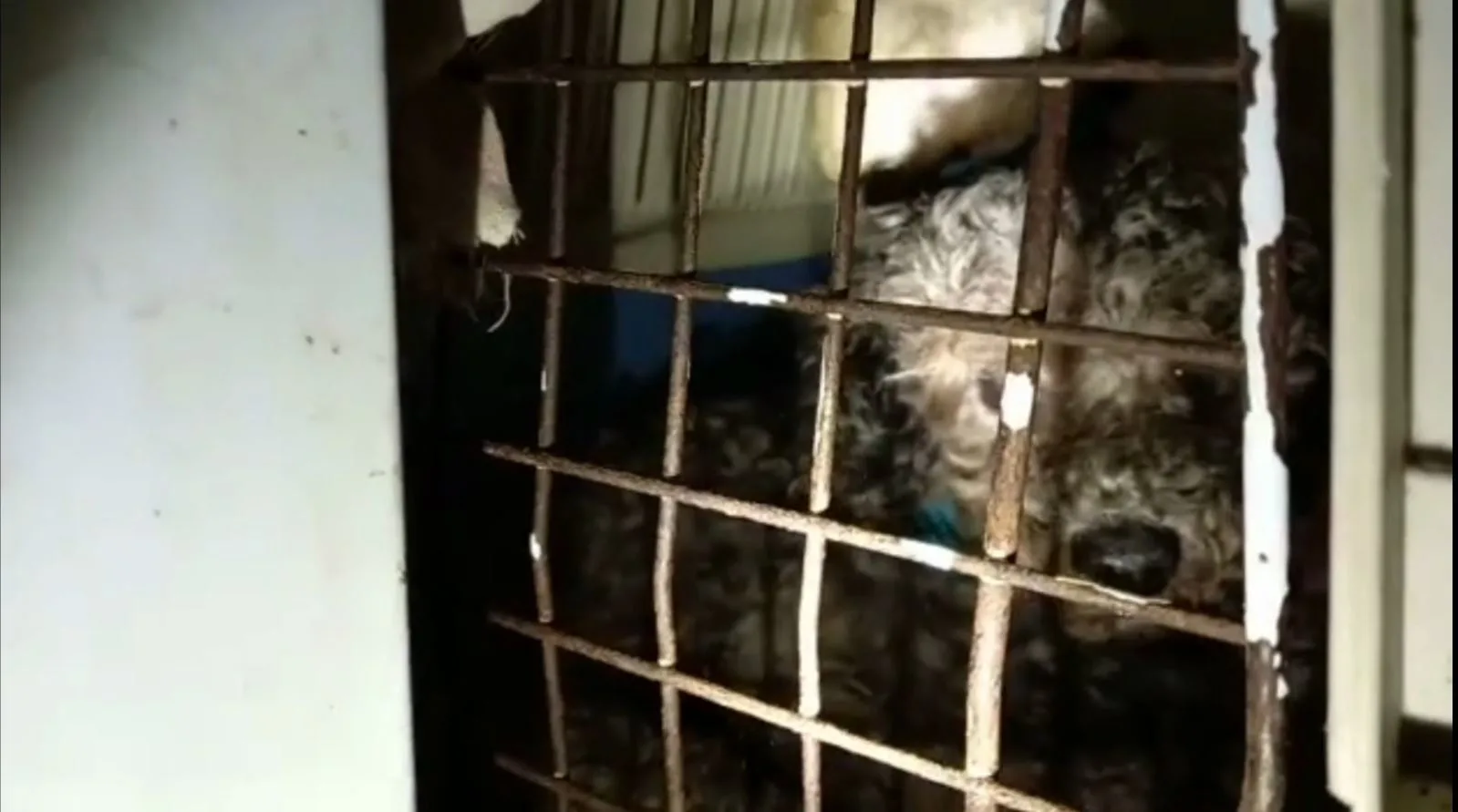 Bijna 80 verwaarloosde honden onder erbarmelijke omstandigheden gevonden in boerderij