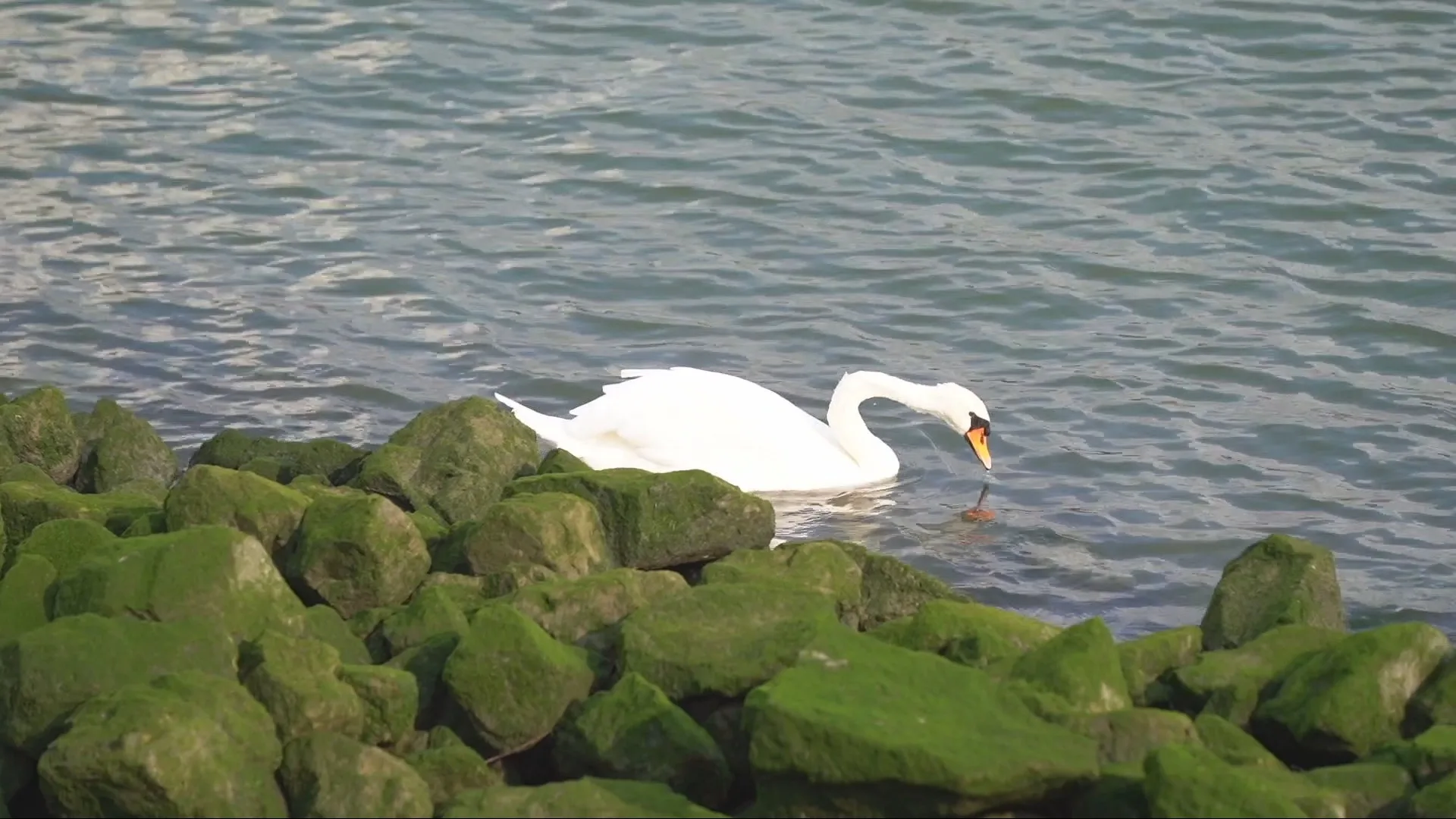 Zwanen besmeurd met olie na grote lekkage in Rotterdamse haven