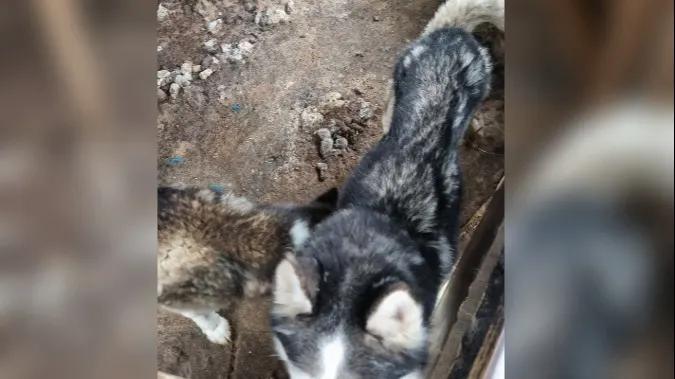 Ernstig verwaarloosde husky's in beslag genomen in Someren