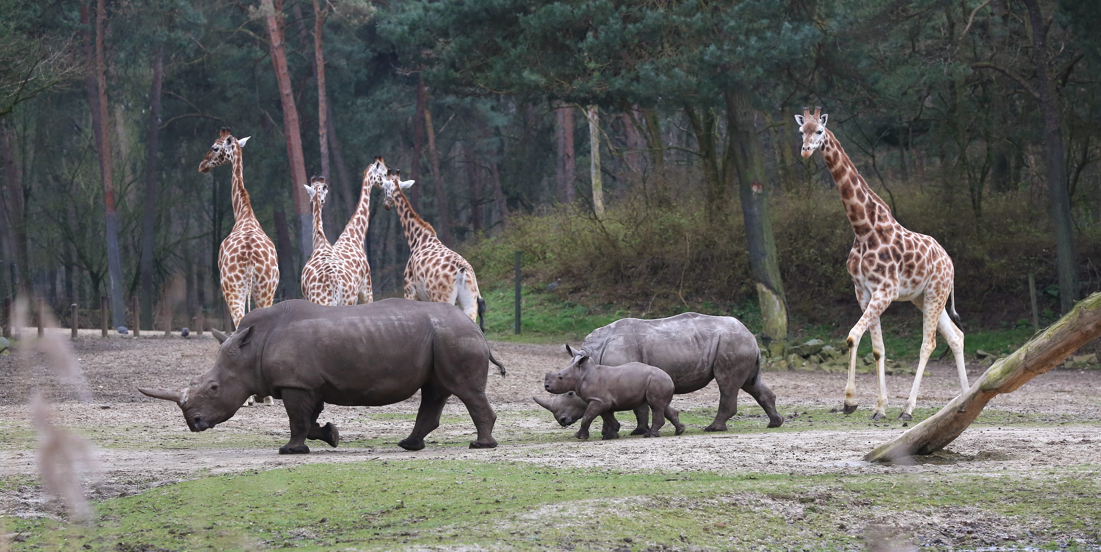 Breedlipneushoorn Rolf speelt voor de eerste keer met giraffes, zebra's en antilopen