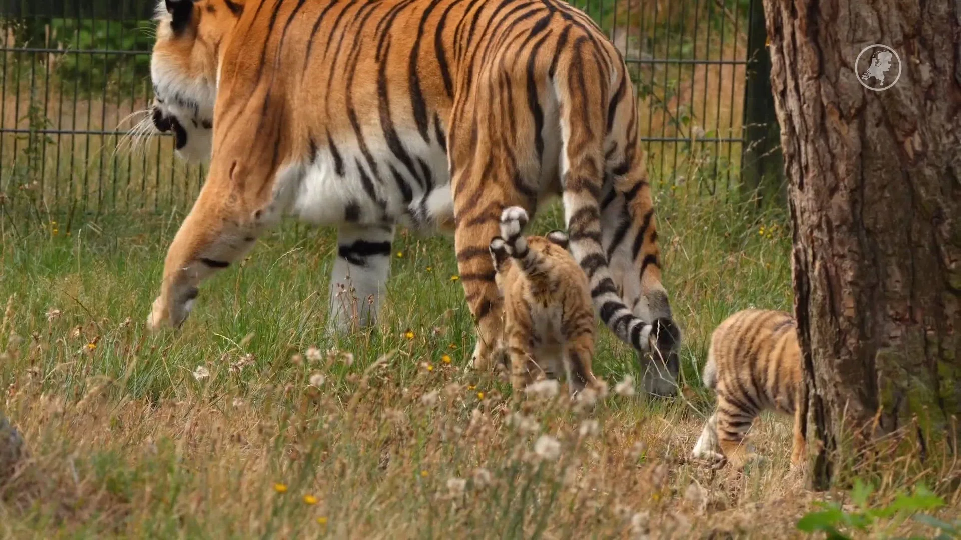 Tijgerwelpjes voor het eerst te zien in buitenverblijf