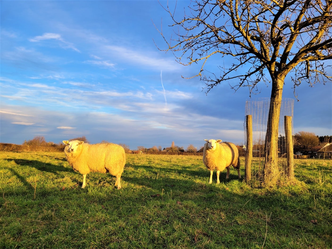2022 begint direct met weerrecord: nog nooit was het zo warm op Nieuwjaarsdag
