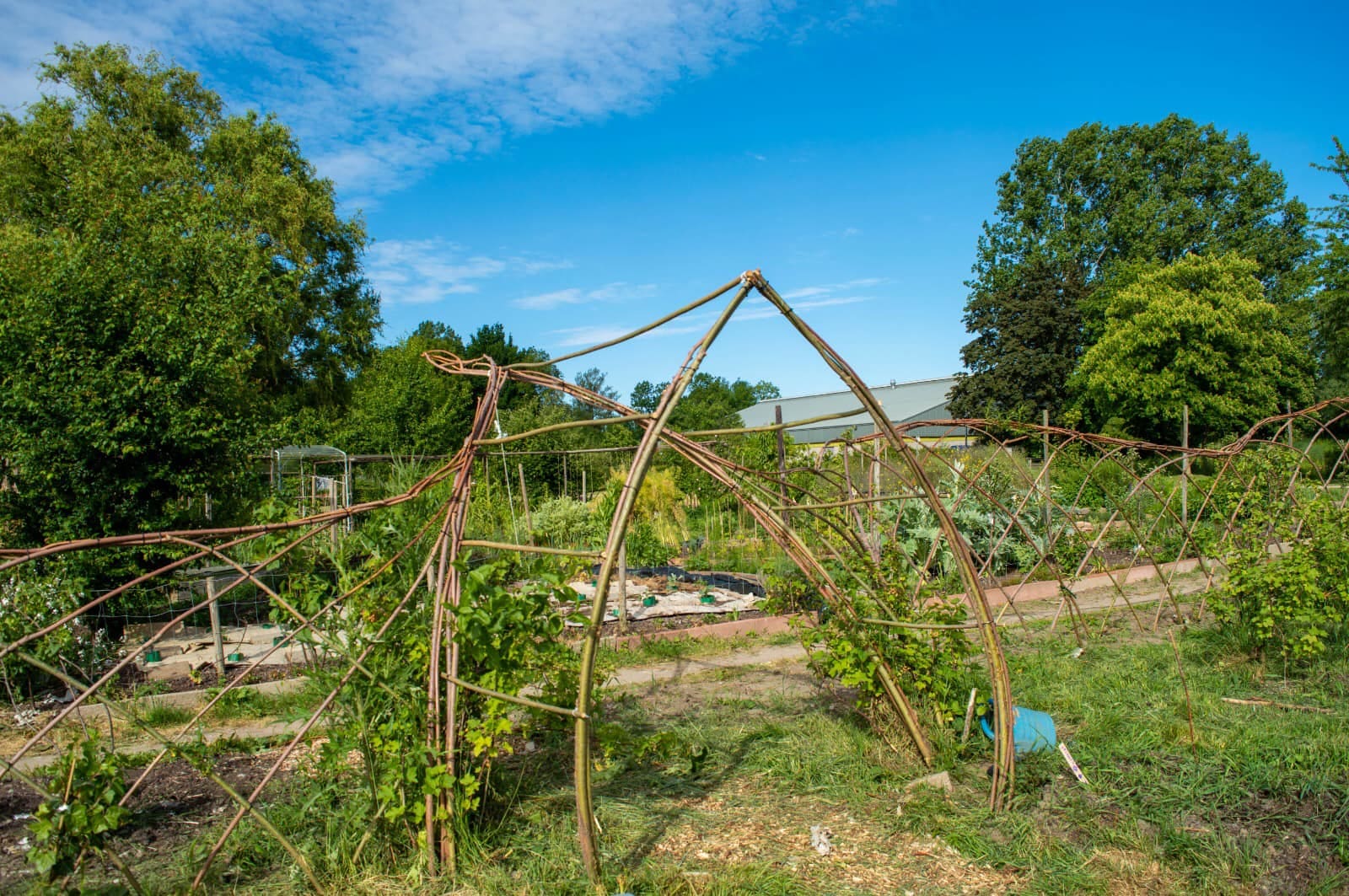Mot om 'wilde' moestuin in Zwolle: Diana bivakkeert uit protest in een tentje