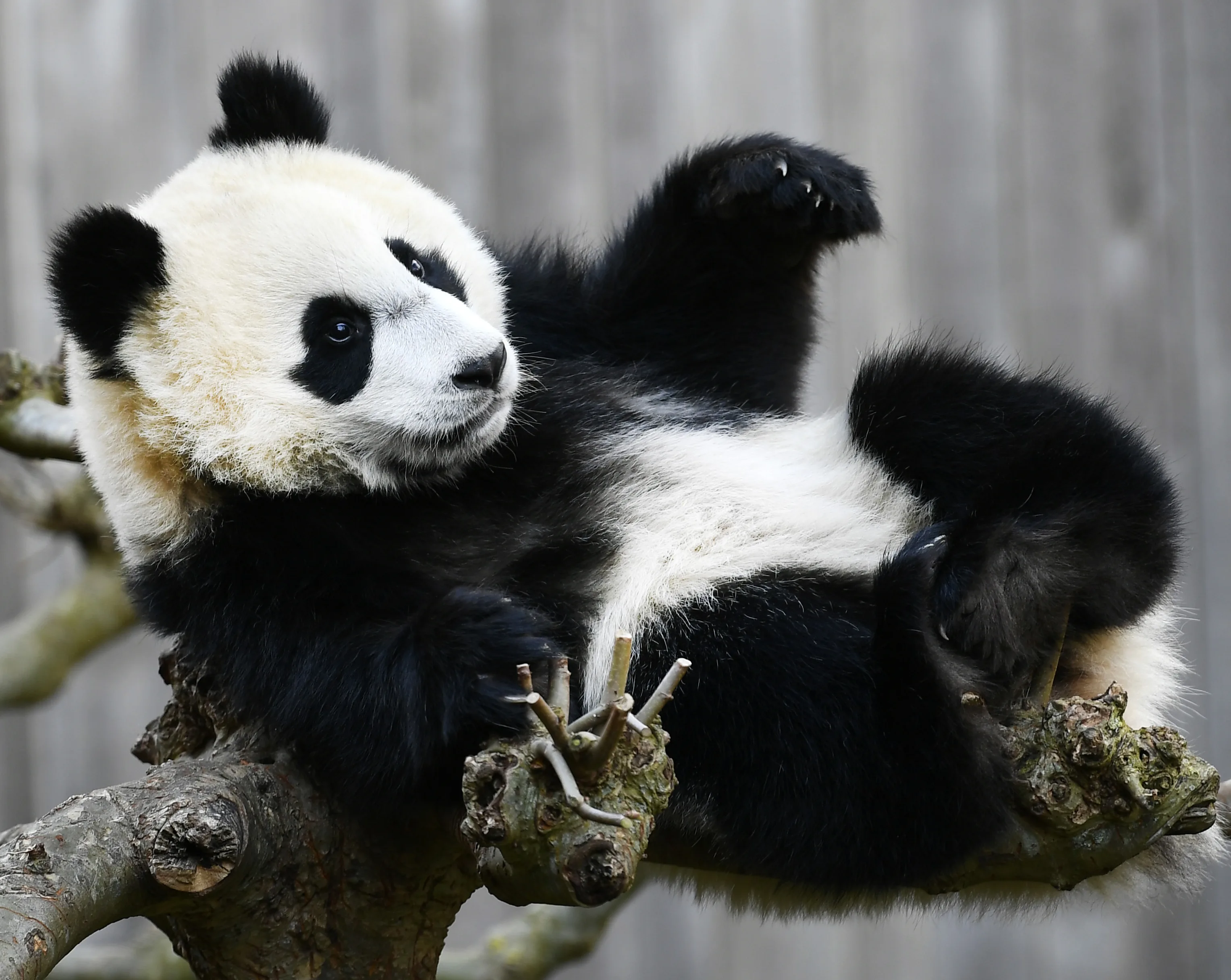 Jonge reuzenpanda Fan Xing verruilt Rhenen voor China