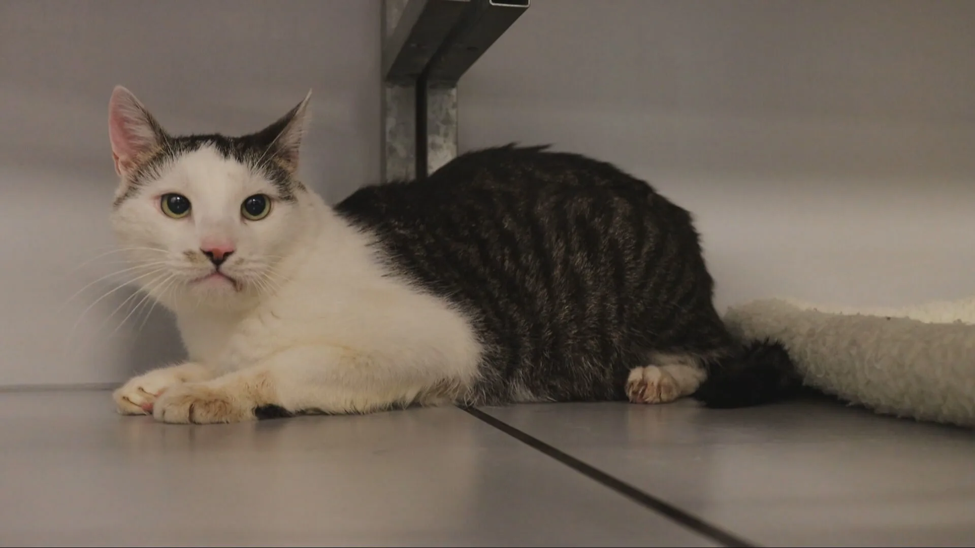 Gedumpte kat ligt urenlang in brandende zon bij asiel Noordwijk