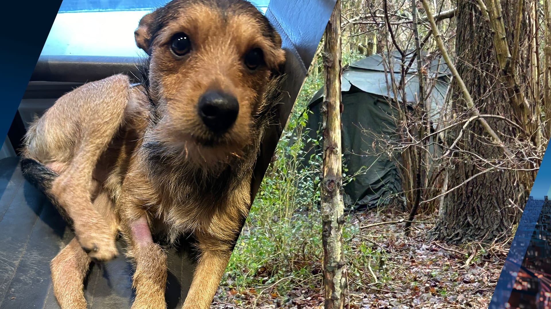 Hond Leo onwel na eten mensenpoep vol drugs: 'Hij zakte door zijn pootjes'