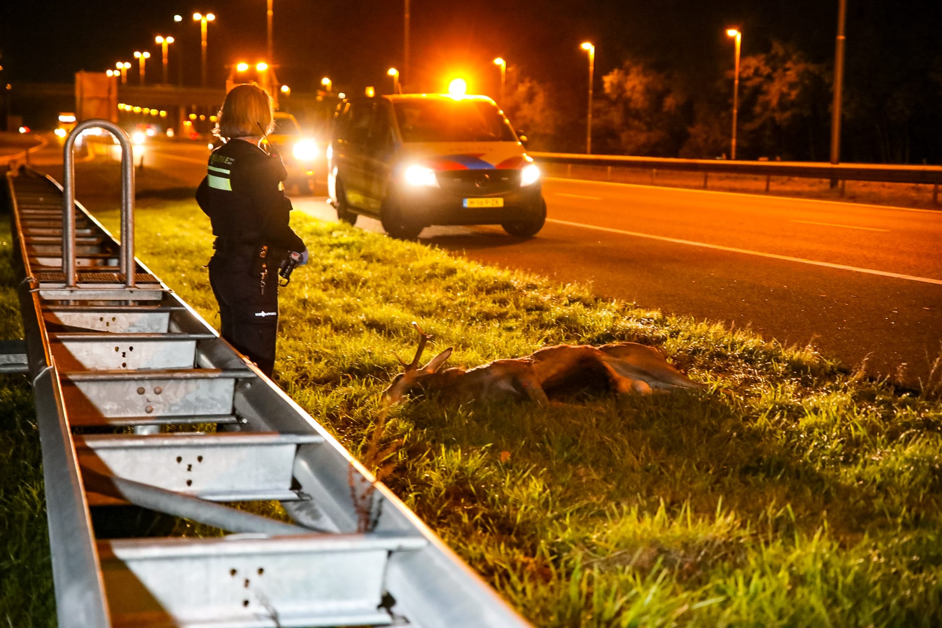 Flink schrikken: edelhert knalt op motorkap van automobilist op A50
