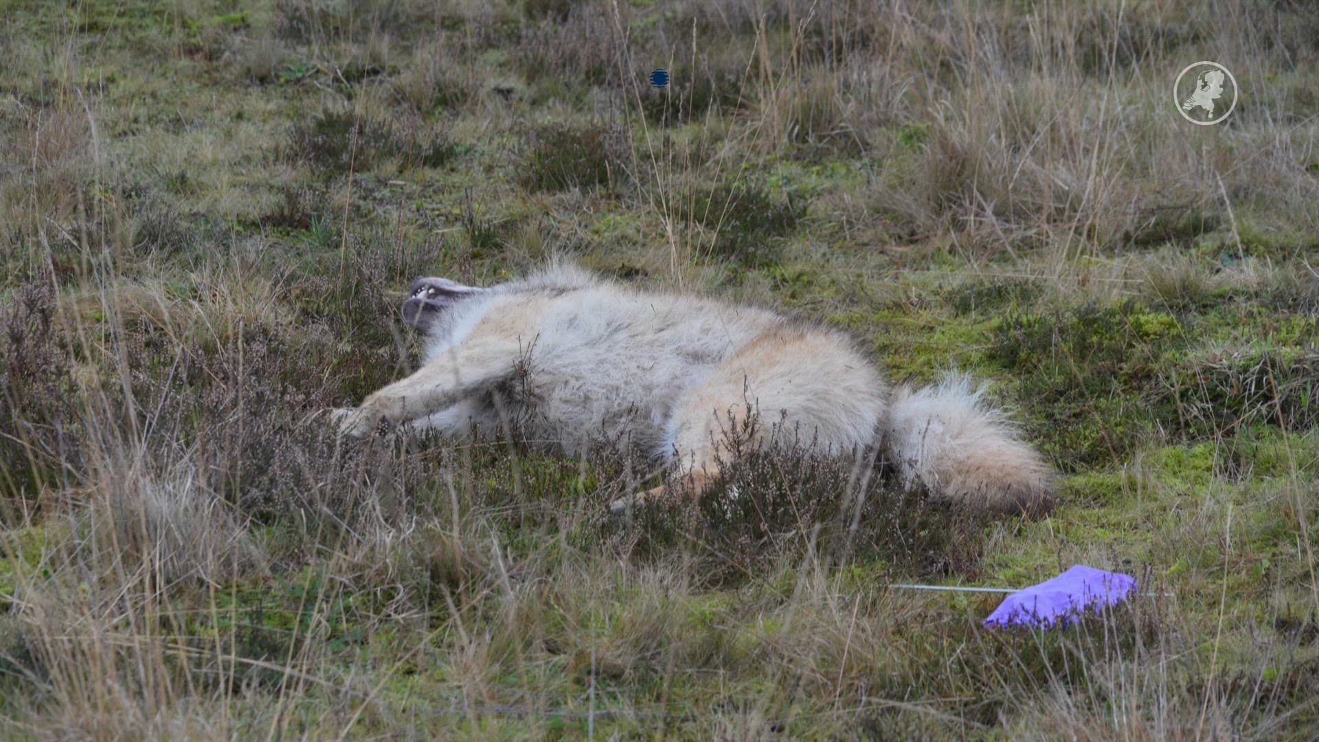 Weer dode wolf gevonden in Drenthe