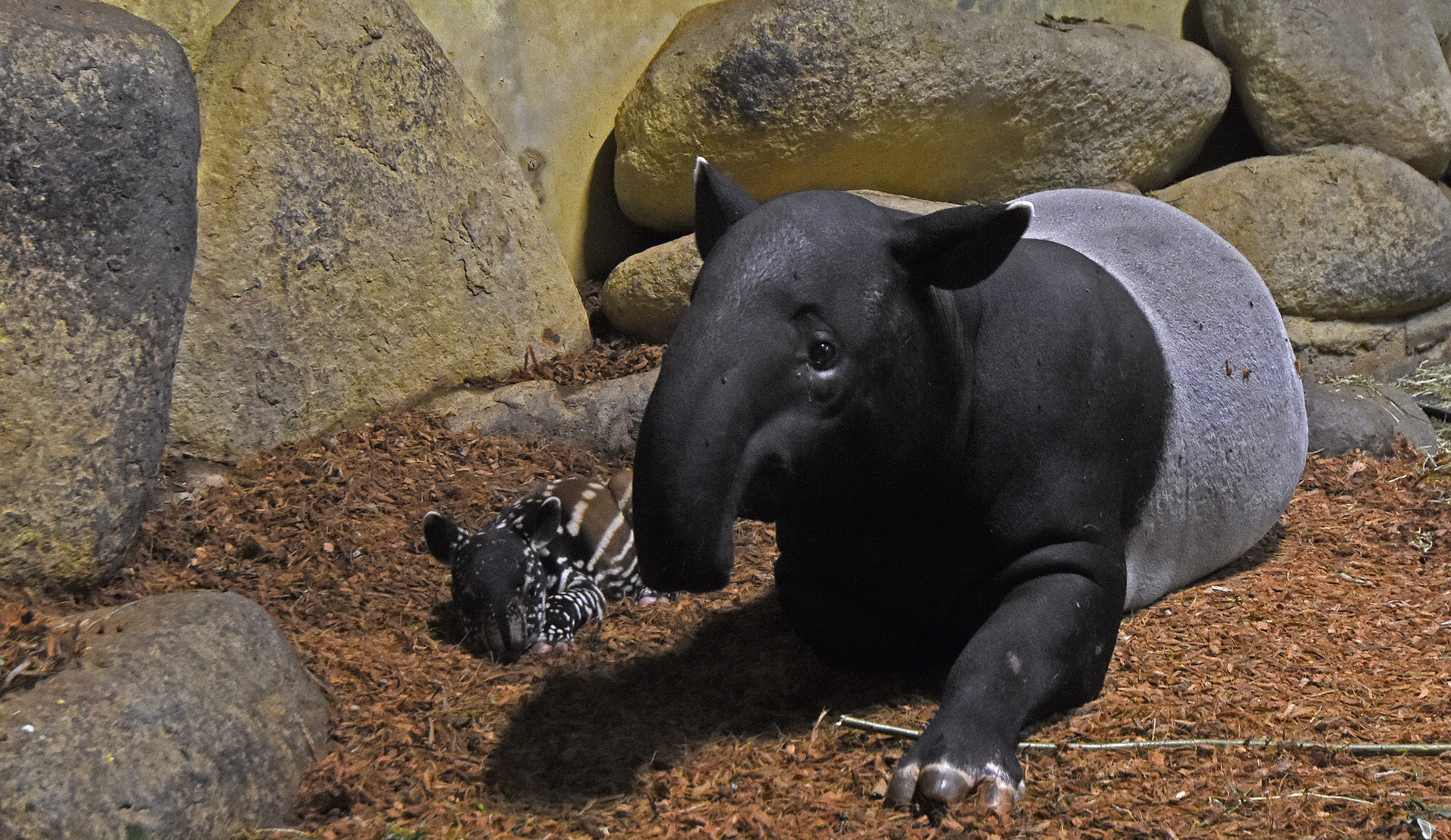 Slingers op dierendag in Blijdorp: zeldzame tapir geboren