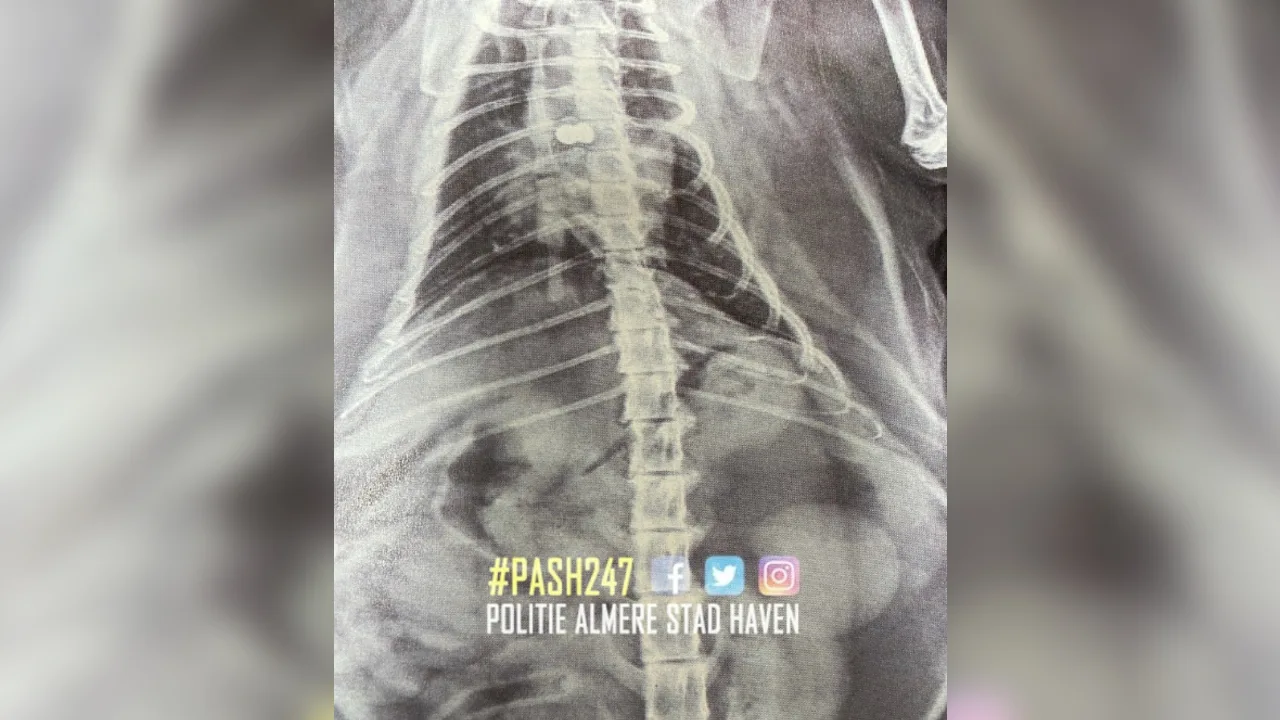 Kat wordt in Almere neergeschoten en overlijdt, politie zoekt dader