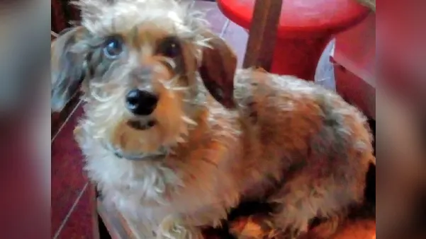 Hond doodgereden op zebrapad in Maastricht, automobilist gaat ervan door