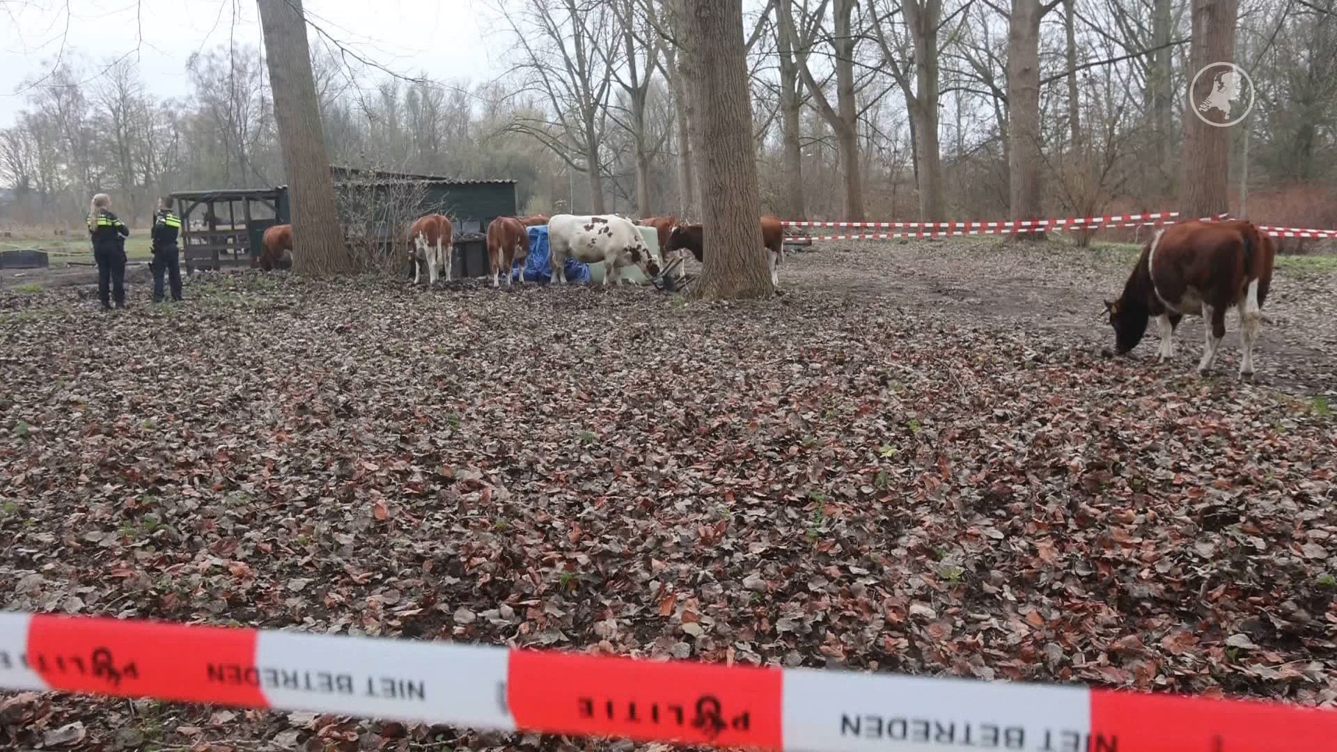 Vreemde vangst: elf ontsnapte koeien gevangen door politie in Eindhoven