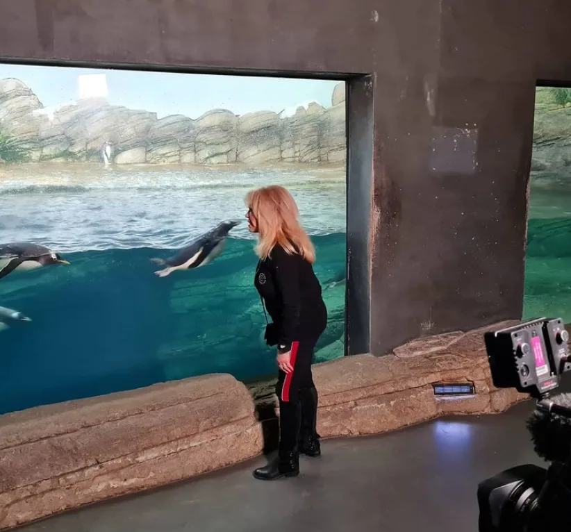 Blijdorp vernoemt twee pinguïns naar Patricia Paay als bedankje