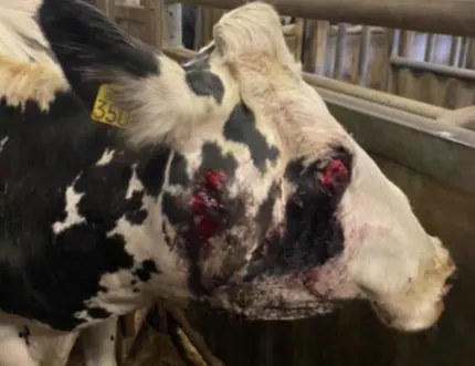 Ongehoord: NVWA laat zieke dieren nog steeds naar buitenlandse slachthuizen exporteren