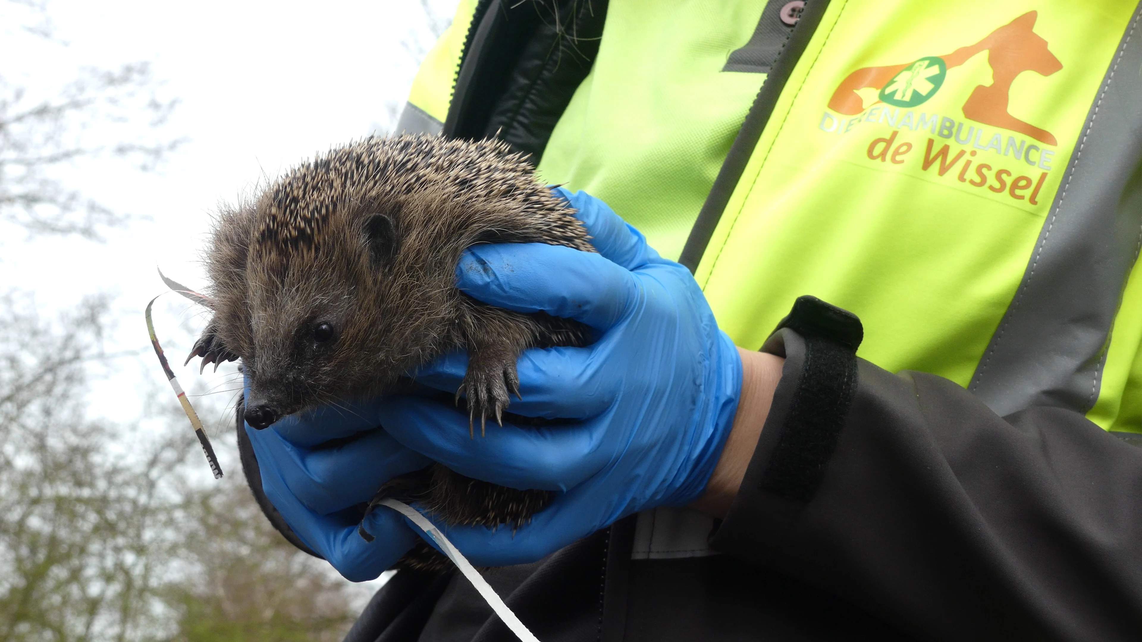 Weer op eigen pootjes: zeventien egels na zorgvuldig herstel uitgezet