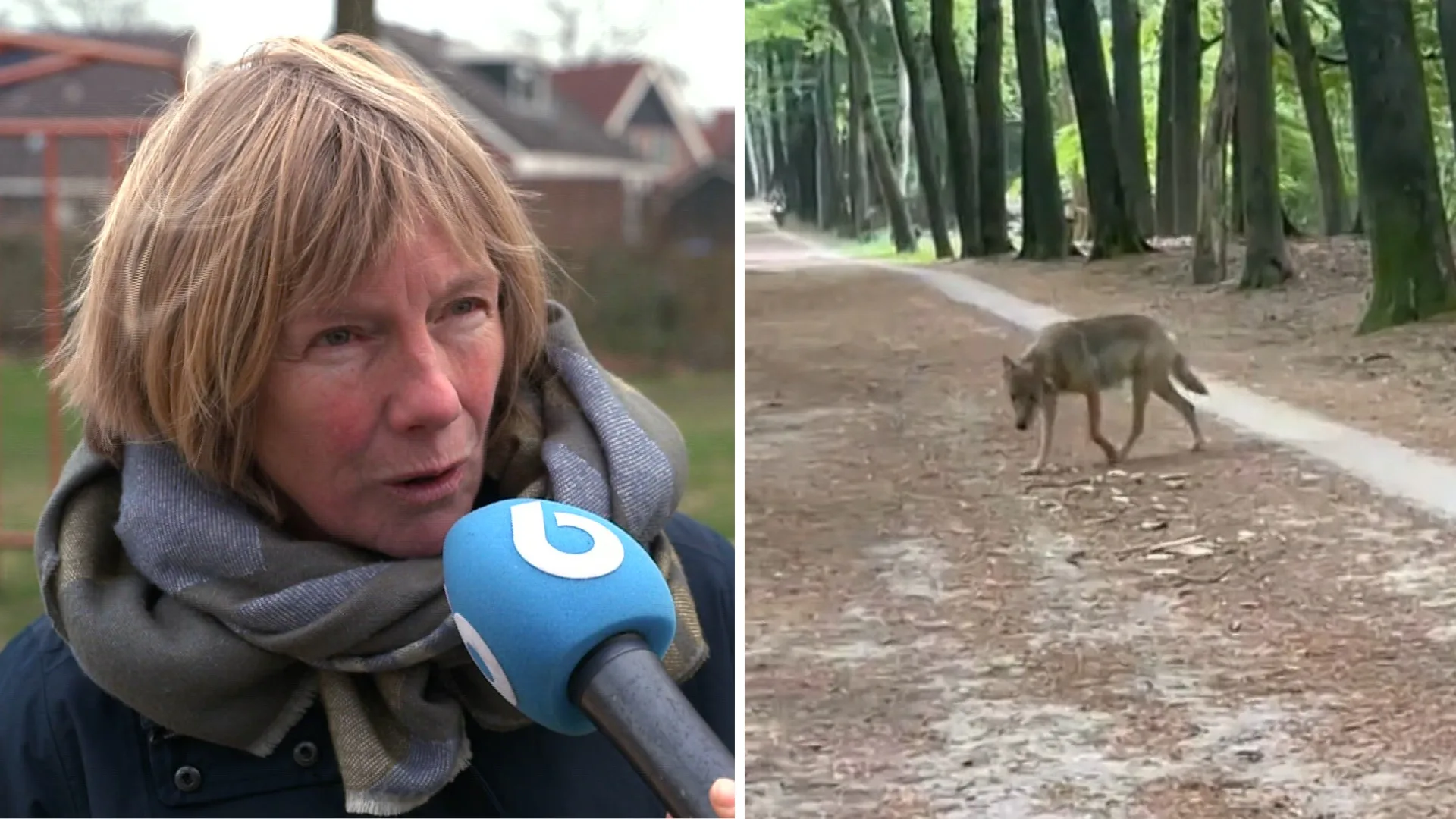 Fries dorp in angst voor de wolf: 'Hij loopt hier in de speeltuin'