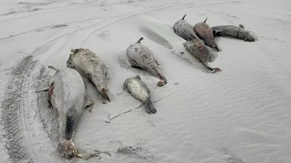 Mysterie op de Waddeneilanden: tientallen dode bruinvissen aangespoeld