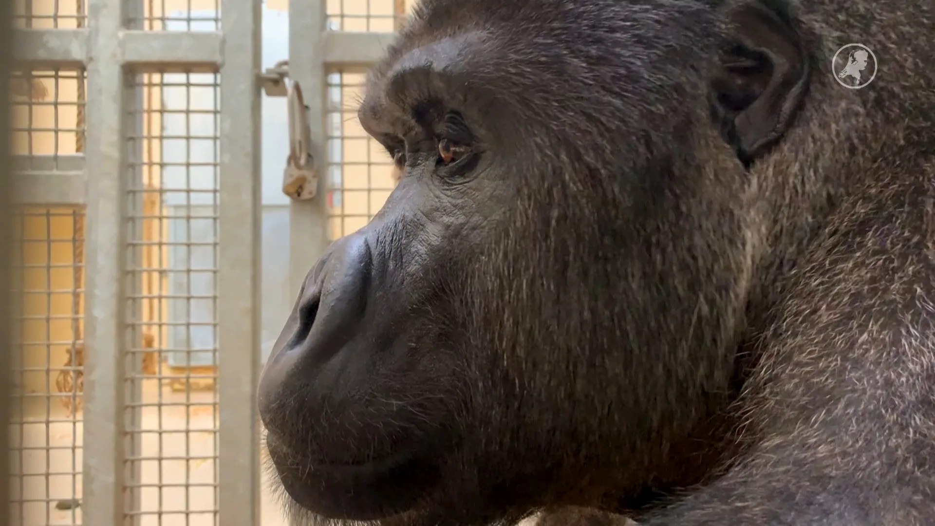 Nieuw gorillamannetje moet voor jonkies gaan zorgen