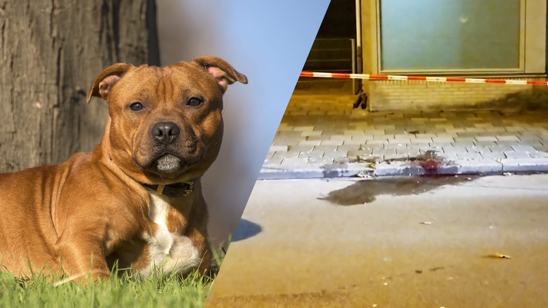 'Eigenaresse doodgeschoten hond ving zelf ook een politiekogel'