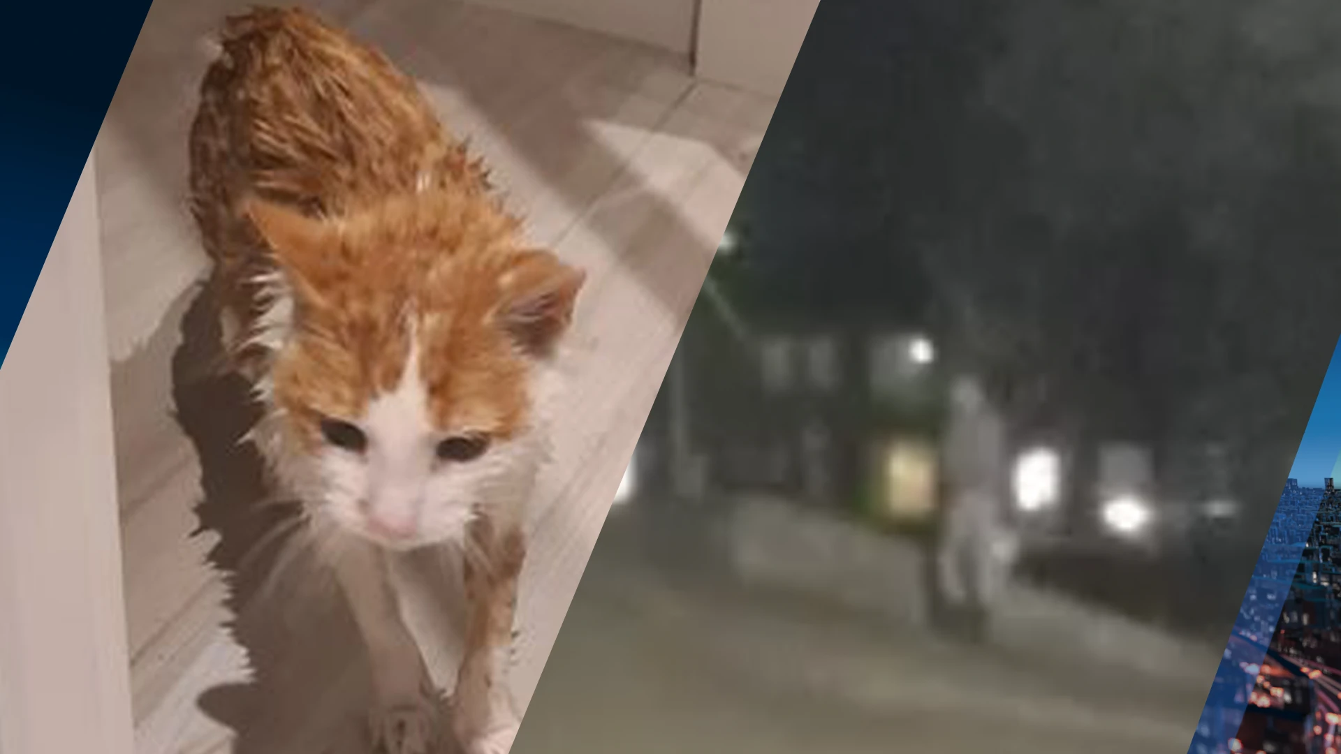 Baasje filmt hoe man haar kat van metershoge brug in water smijt