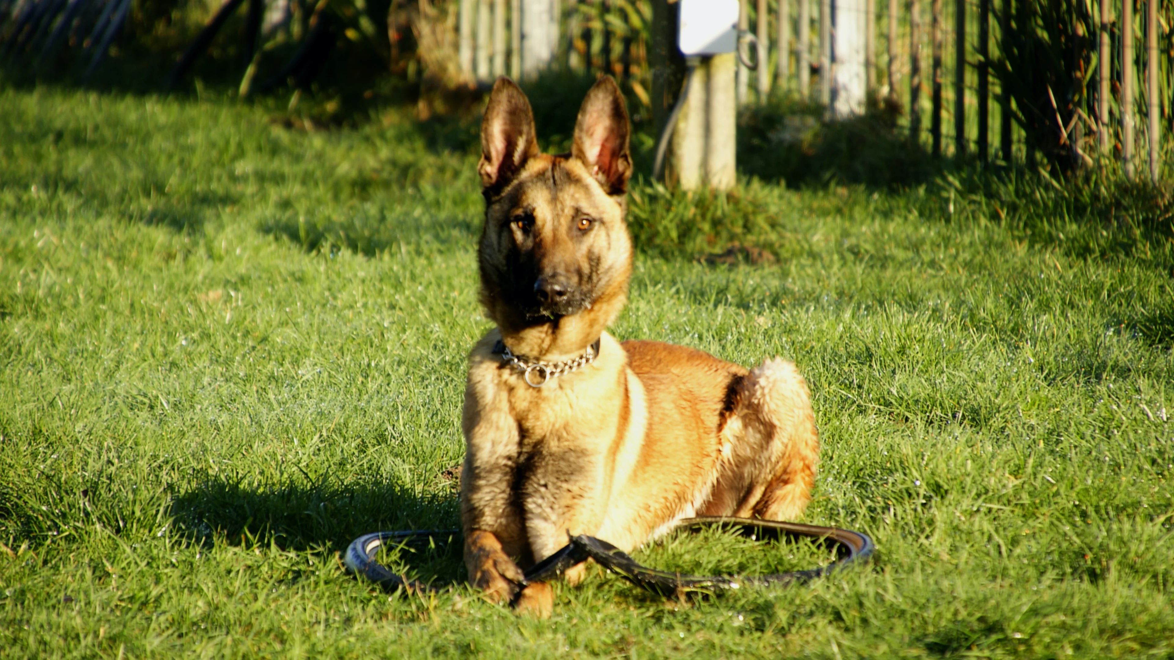 'Verdachten dierenmishandeling krijgen in beslag genomen honden uitgehongerd terug'