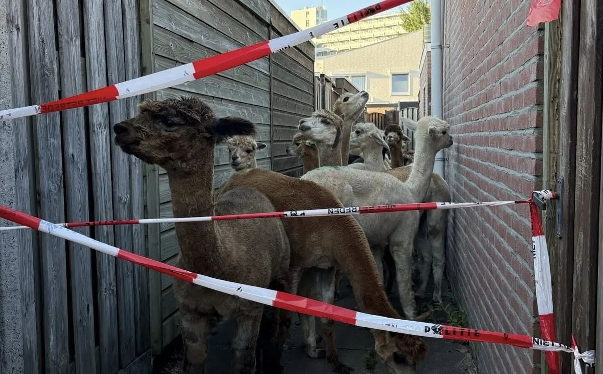Politie achtervolgt losgebroken alpaca’s Maastricht: ‘Verdachten aten onkruid’