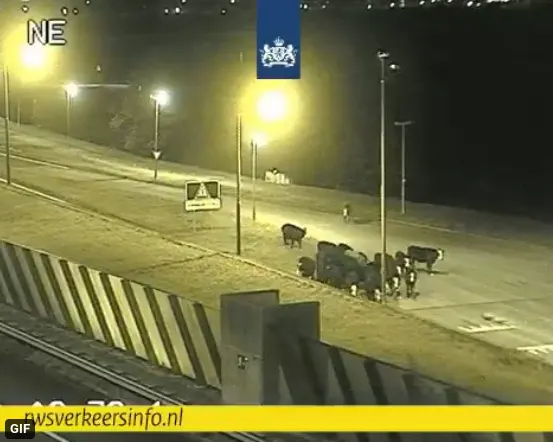 Koeien op tournee over de A2 bij Vianen