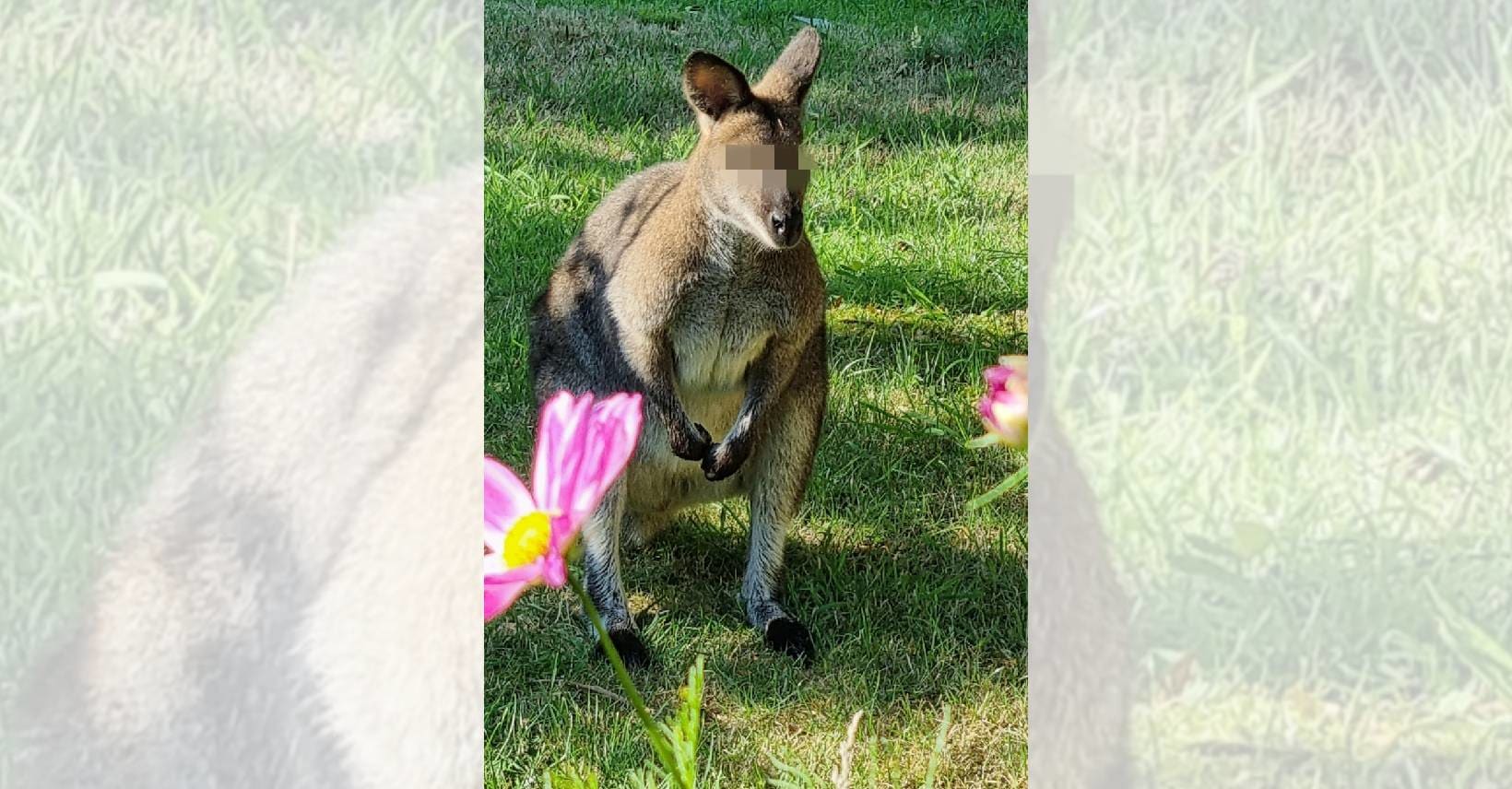 Kangoeroe ontsnapt uit verblijf Zevenaar, politie doet 3 uur over vangpoging