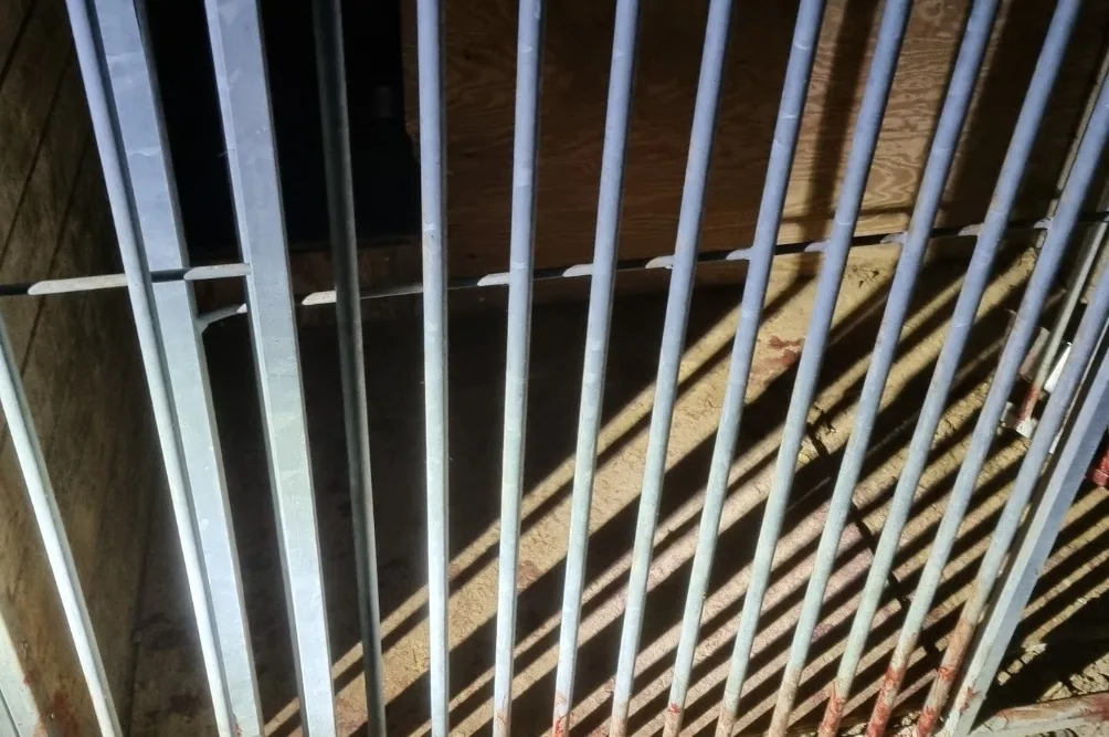 Tientallen verwaarloosde en agressieve honden in beslag genomen uit achtertuin Oss