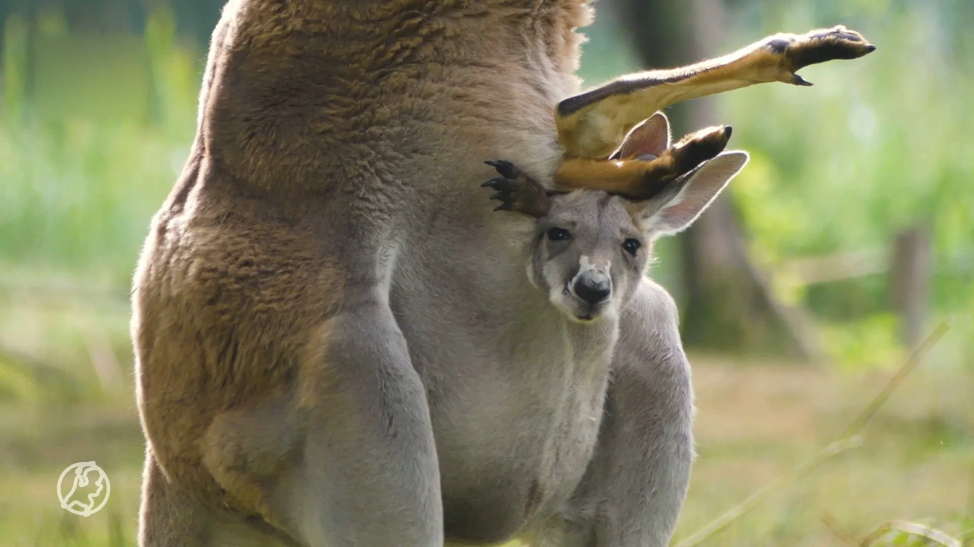 VIDEO: Kangoeroejong eindelijk te zien in AquaZoo na maanden in de buidel