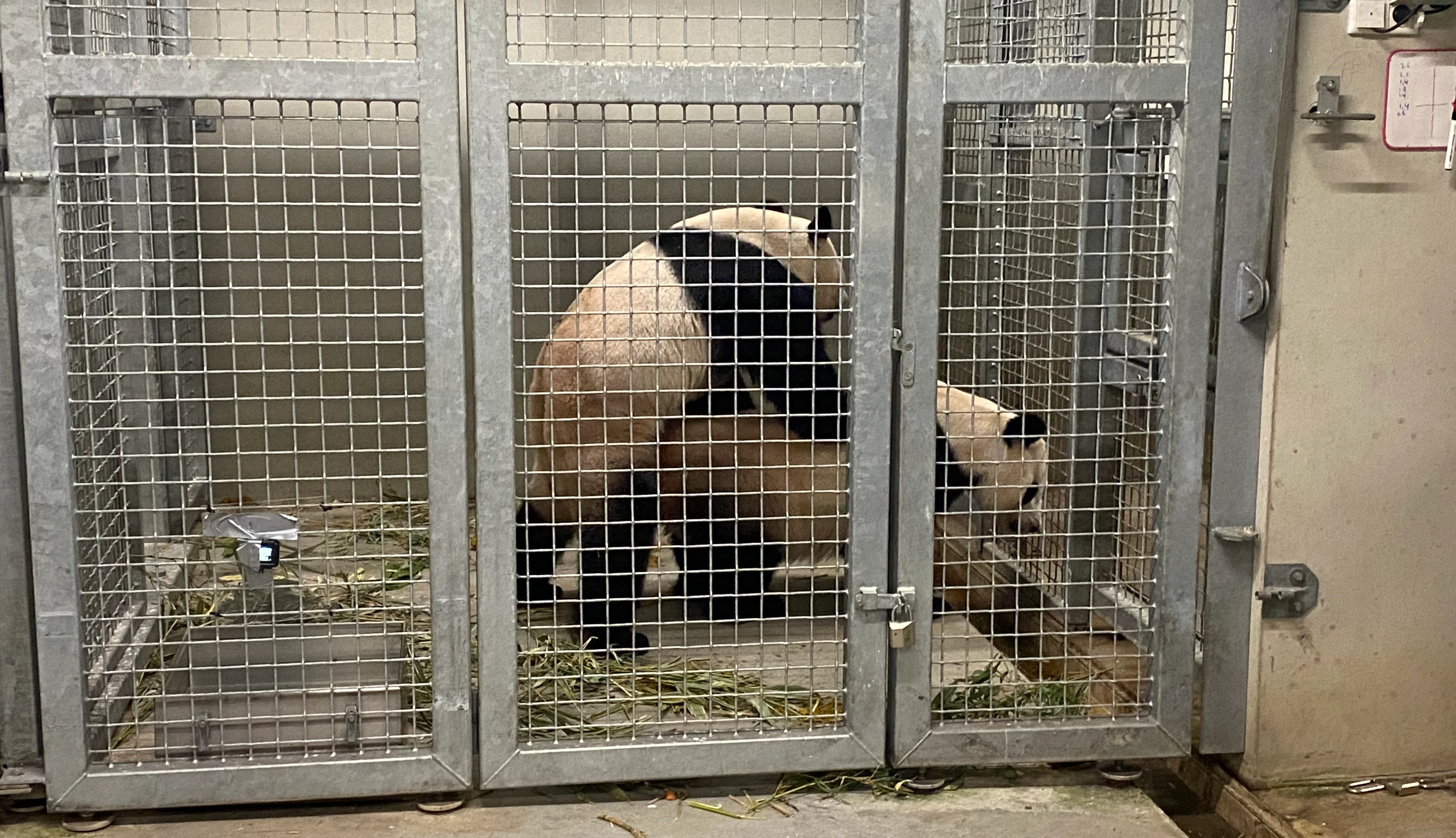 Komt er een nieuwe pandababy in Rhenen? Reuzenpanda's Wu Wen en Xing Ya hebben weer gepaard