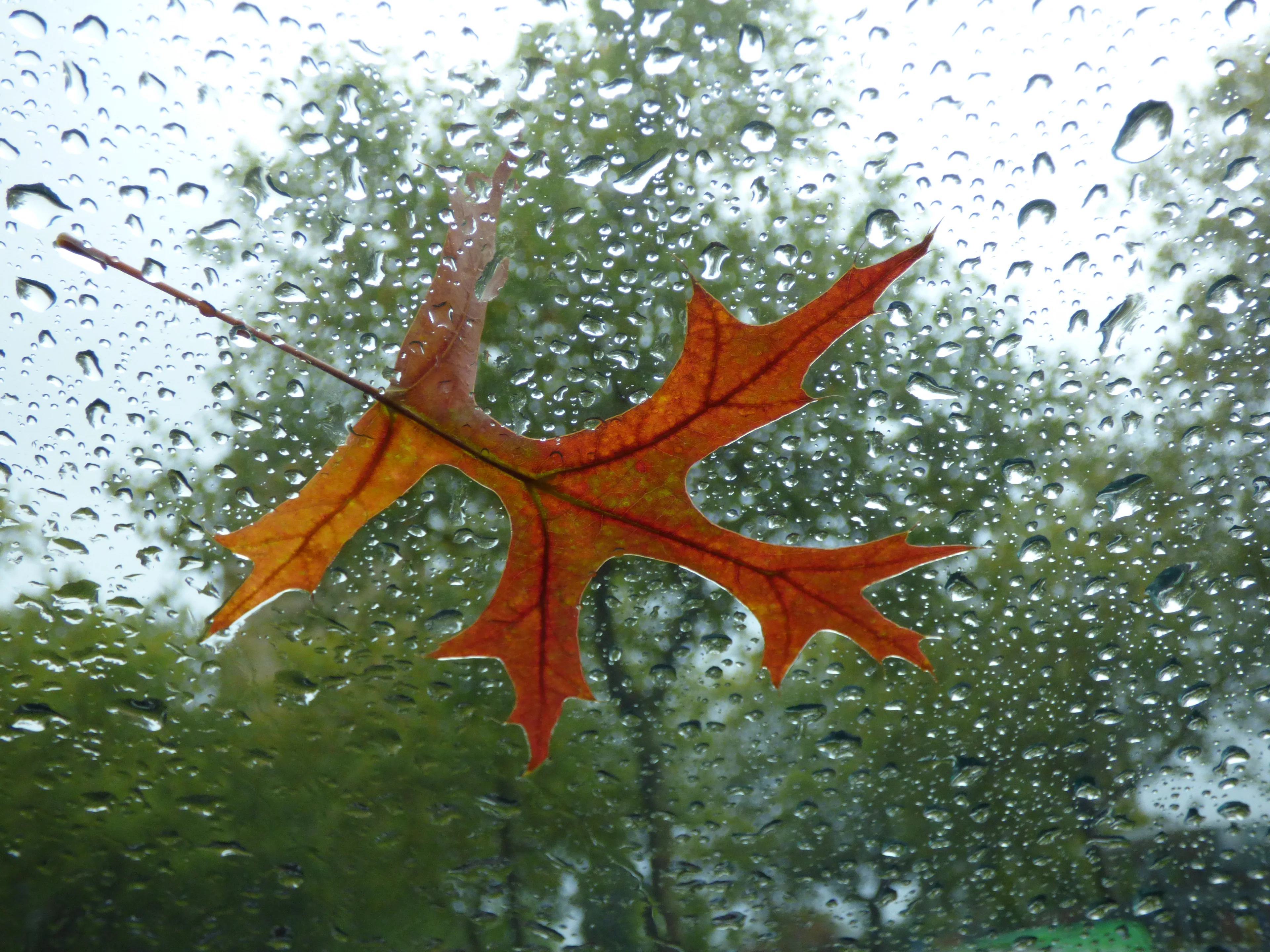 Na stormachtige zaterdag eindelijk rustiger herfstweer: code geel ingetrokken