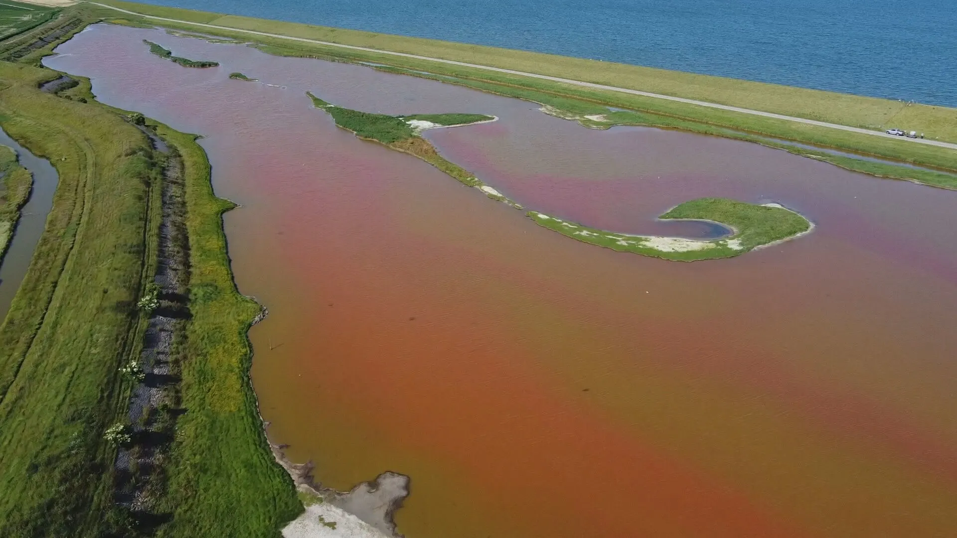 Bijzonder: waterplas op Texel kleurt knalroze, dit is waarom